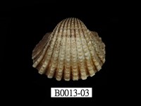 藏品(血蚶)的圖片